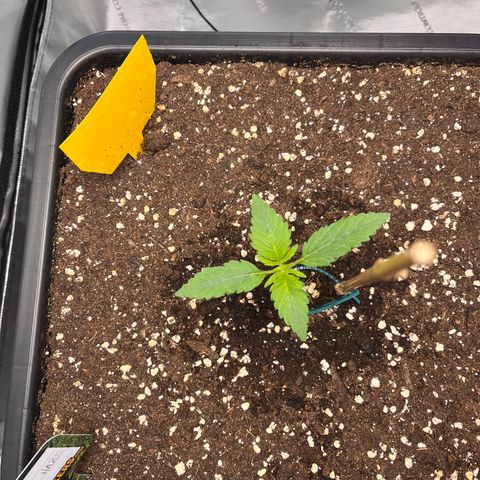 Amnesia Haze X Auto Haze growlog timeline photo