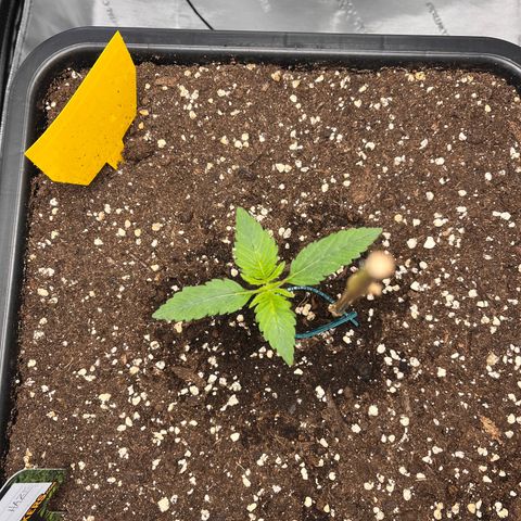 Amnesia Haze X Auto Haze growlog timeline photo