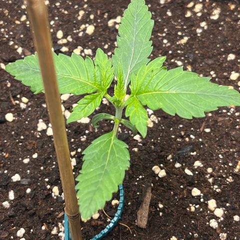 Amnesia Haze X Auto Haze growlog timeline photo