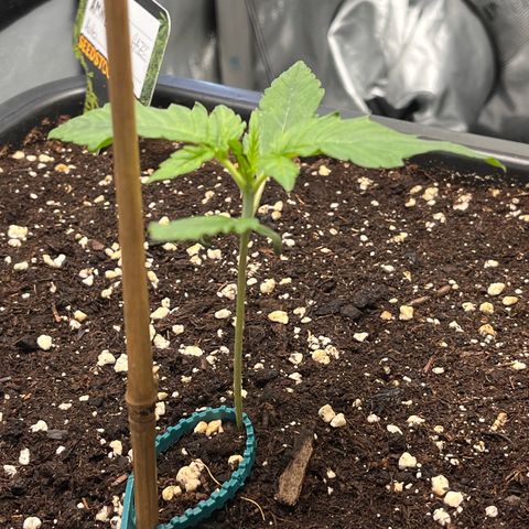 Amnesia Haze X Auto Haze growlog timeline photo