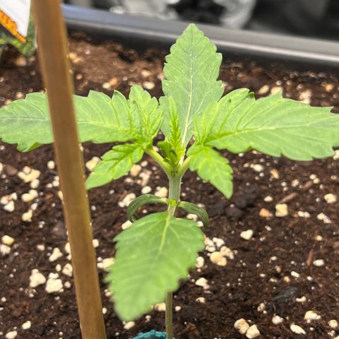 Amnesia Haze X Auto Haze growlog timeline photo