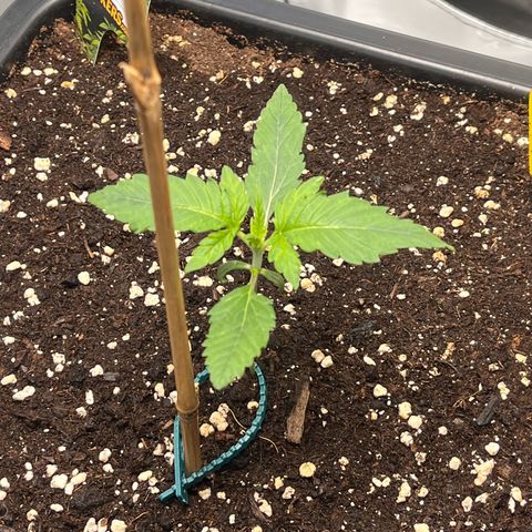 Amnesia Haze X Auto Haze growlog timeline photo