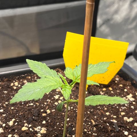 Amnesia Haze X Auto Haze growlog timeline photo