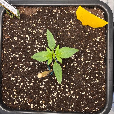 Amnesia Haze X Auto Haze growlog timeline photo
