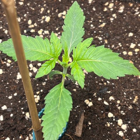 Amnesia Haze X Auto Haze growlog timeline photo