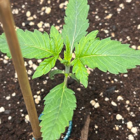Amnesia Haze X Auto Haze growlog timeline photo