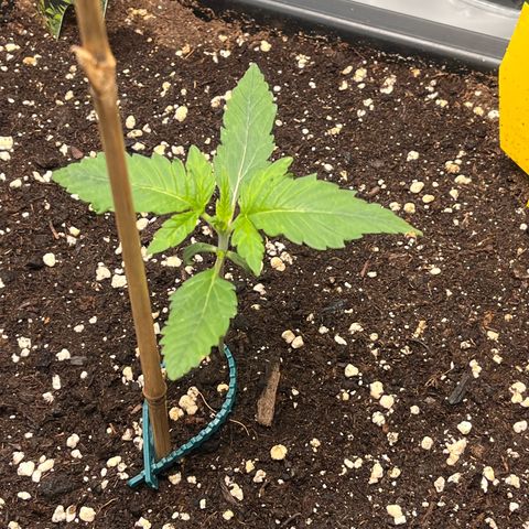 Amnesia Haze X Auto Haze growlog timeline photo