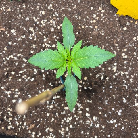 Amnesia Haze X Auto Haze growlog timeline photo