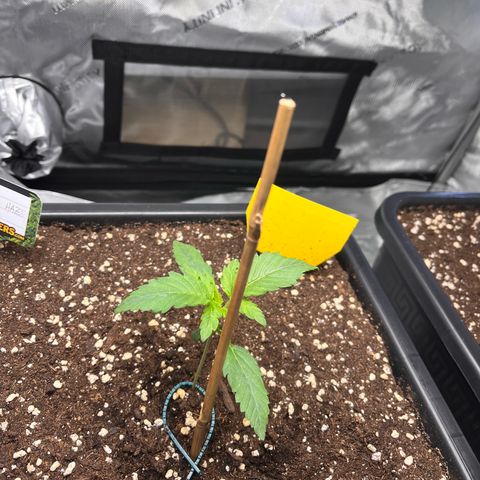 Amnesia Haze X Auto Haze growlog timeline photo