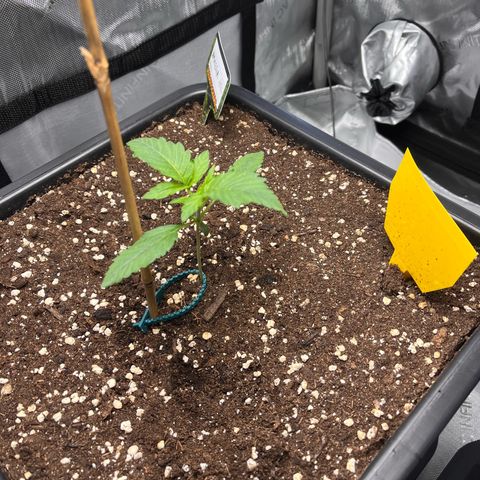 Amnesia Haze X Auto Haze growlog timeline photo