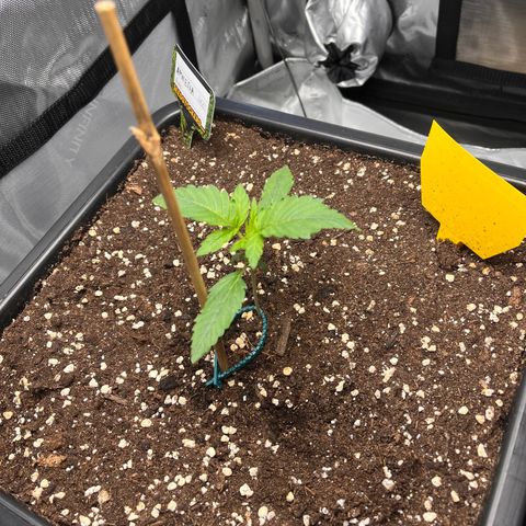 Amnesia Haze X Auto Haze growlog timeline photo
