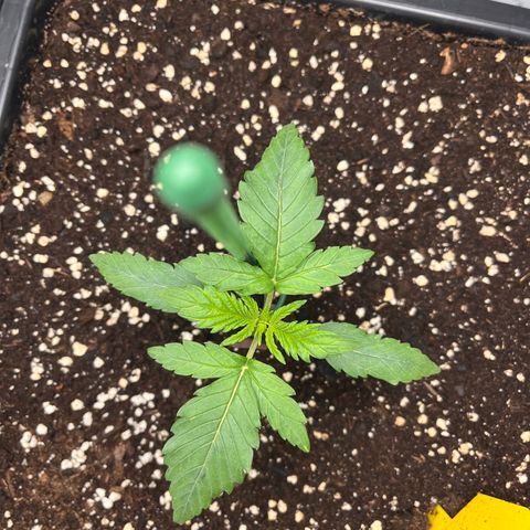 Amnesia Haze X Auto Haze growlog timeline photo