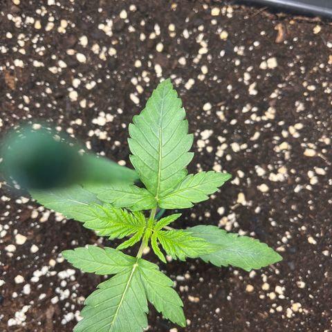 Amnesia Haze X Auto Haze growlog timeline photo