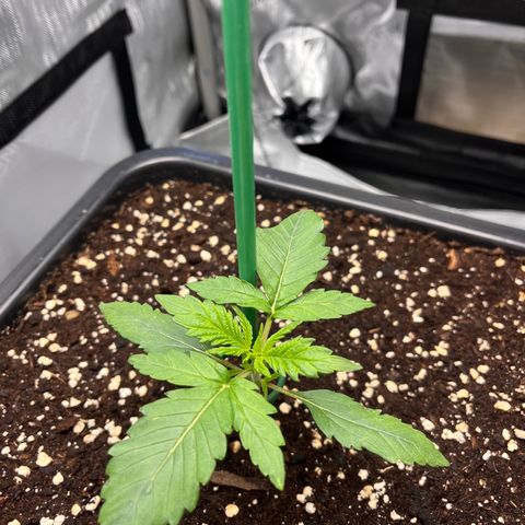 Amnesia Haze X Auto Haze growlog timeline photo