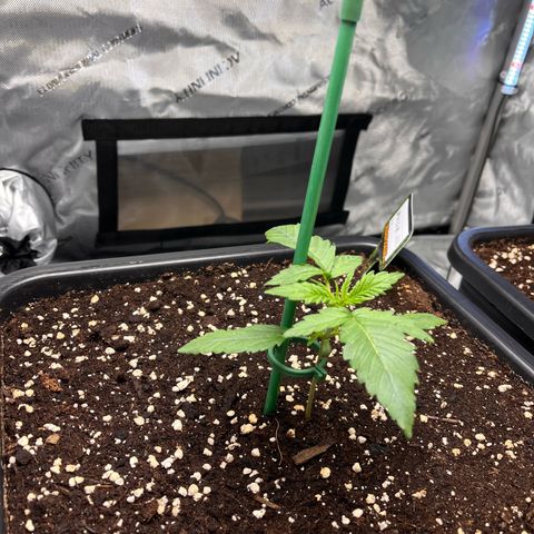Amnesia Haze X Auto Haze growlog timeline photo