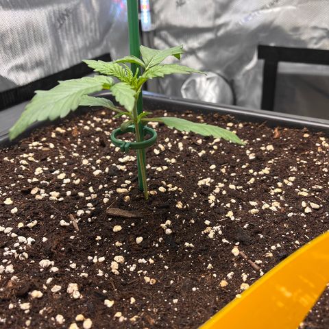 Amnesia Haze X Auto Haze growlog timeline photo