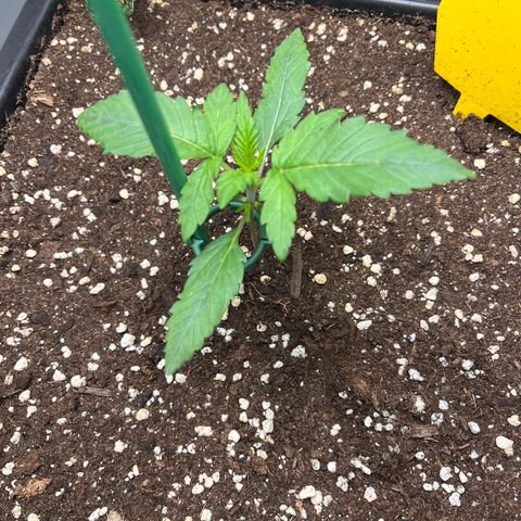 Amnesia Haze X Auto Haze growlog timeline photo