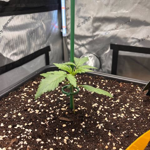 Amnesia Haze X Auto Haze growlog timeline photo