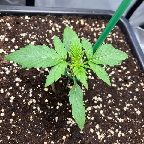 Amnesia Haze X Auto Haze growlog timeline photo