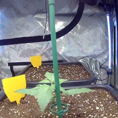 Amnesia Haze X Auto Haze growlog timeline photo