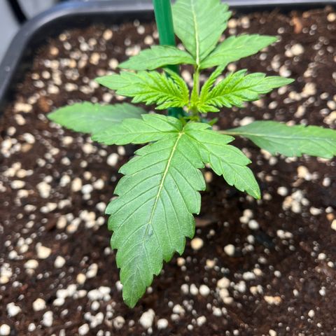 Amnesia Haze X Auto Haze growlog timeline photo