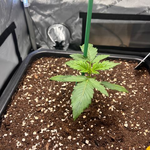 Amnesia Haze X Auto Haze growlog timeline photo