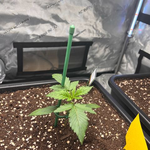 Amnesia Haze X Auto Haze growlog timeline photo