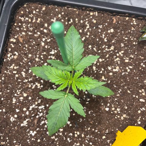 Amnesia Haze X Auto Haze growlog timeline photo