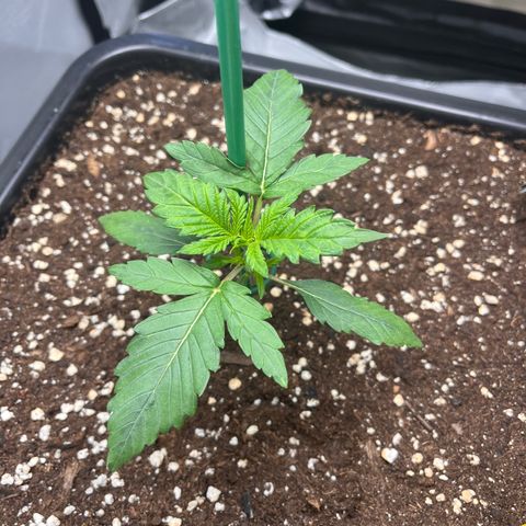 Amnesia Haze X Auto Haze growlog timeline photo