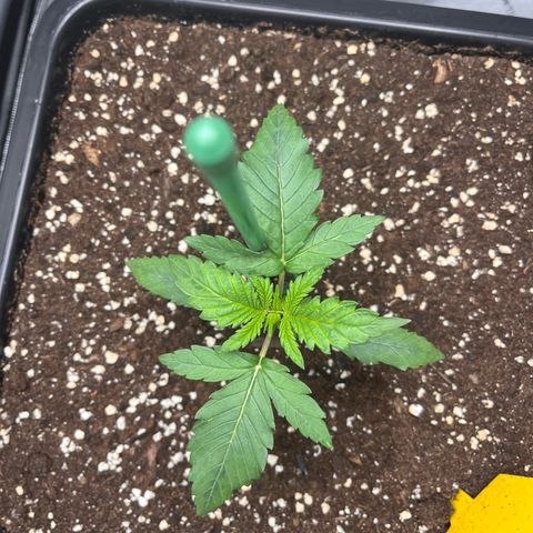 Amnesia Haze X Auto Haze growlog timeline photo