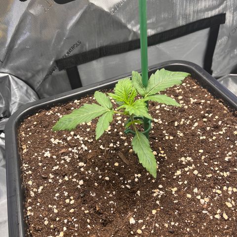 Amnesia Haze X Auto Haze growlog timeline photo