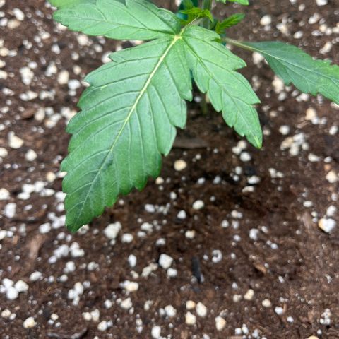 Amnesia Haze X Auto Haze growlog timeline photo