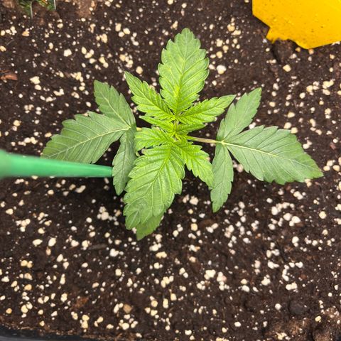 Amnesia Haze X Auto Haze growlog timeline photo