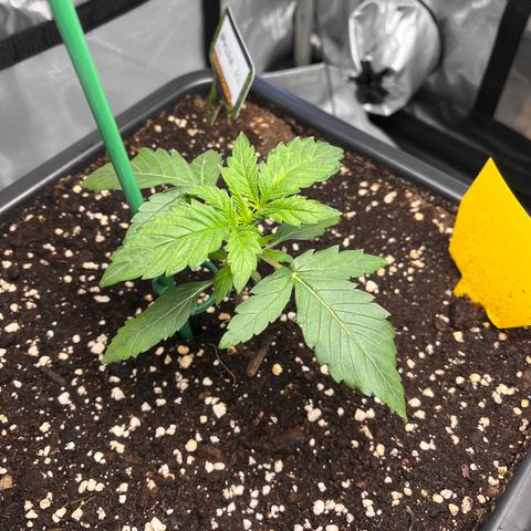 Amnesia Haze X Auto Haze growlog timeline photo