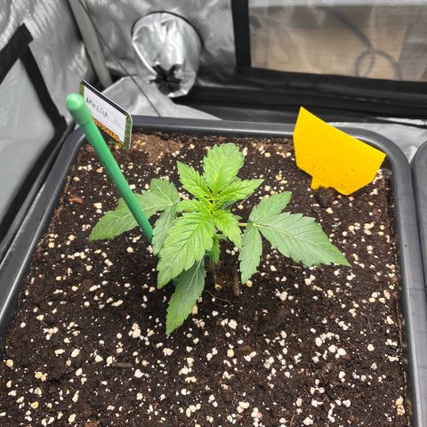 Amnesia Haze X Auto Haze growlog timeline photo
