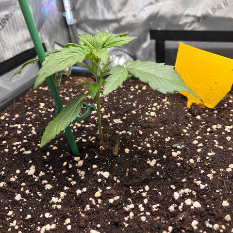 Amnesia Haze X Auto Haze growlog timeline photo