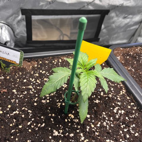 Amnesia Haze X Auto Haze growlog timeline photo