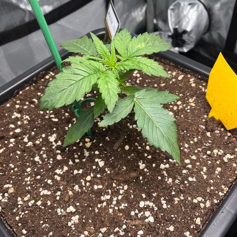 Amnesia Haze X Auto Haze growlog timeline photo