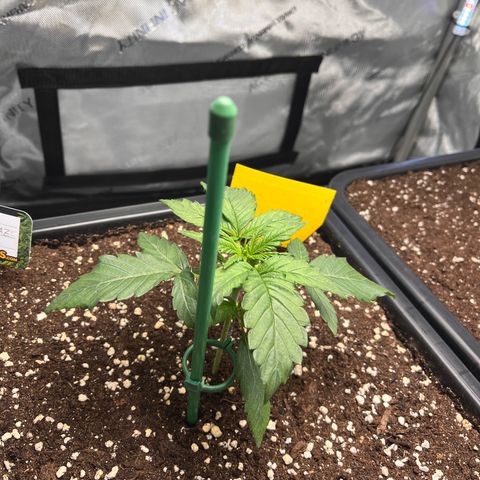 Amnesia Haze X Auto Haze growlog timeline photo