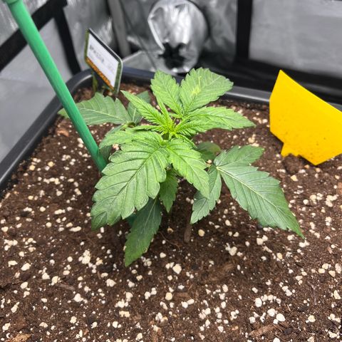 Amnesia Haze X Auto Haze growlog timeline photo