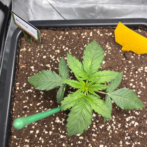 Amnesia Haze X Auto Haze growlog timeline photo