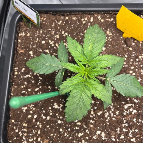 Amnesia Haze X Auto Haze growlog timeline photo