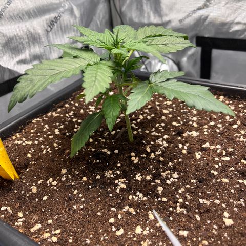 Amnesia Haze X Auto Haze growlog timeline photo