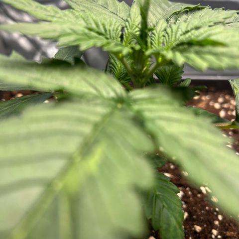 Amnesia Haze X Auto Haze growlog timeline photo