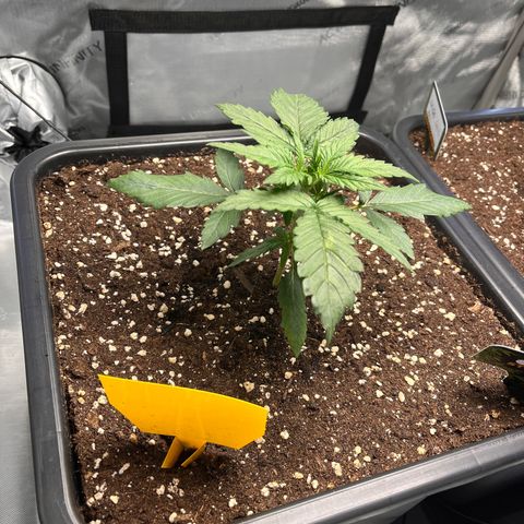 Amnesia Haze X Auto Haze growlog timeline photo