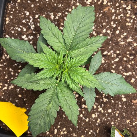 Amnesia Haze X Auto Haze growlog timeline photo