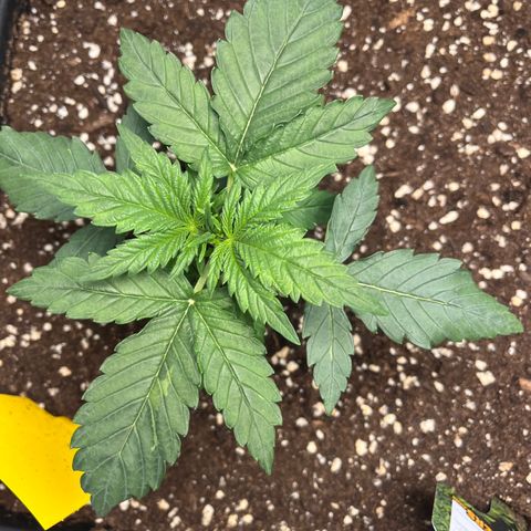 Amnesia Haze X Auto Haze growlog timeline photo