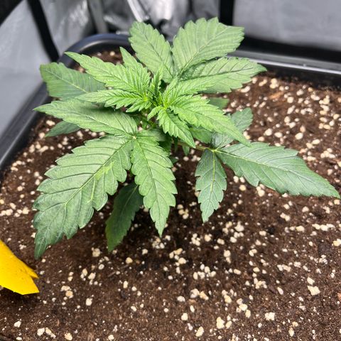 Amnesia Haze X Auto Haze growlog timeline photo