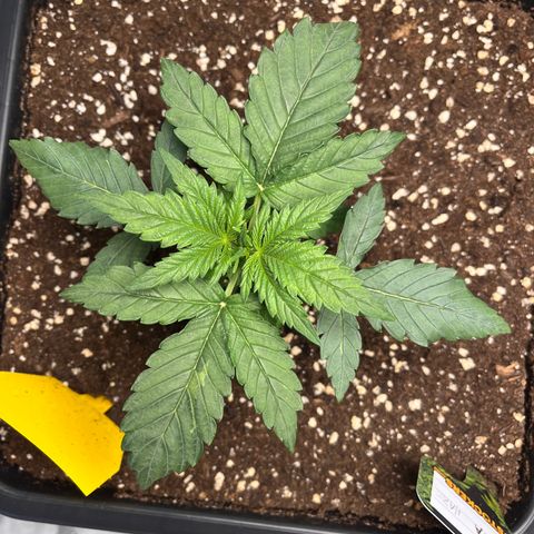 Amnesia Haze X Auto Haze growlog timeline photo