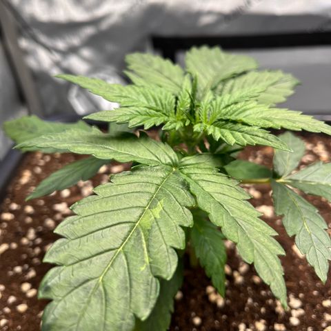 Amnesia Haze X Auto Haze growlog timeline photo